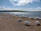 Only a few miles from abbotsbury swannery.
