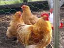Hens with their " boss"