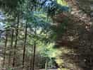 Walk through the woods