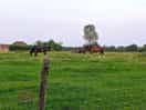 Horse neighbours