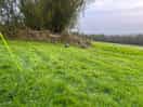 Guinea fowl saying good morning.