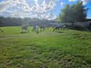 Aplacas grazing