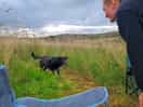 Playing ball with a dog