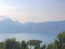 The view