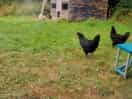 Chickens joining us for breakfast