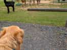 Meeting the alpacas