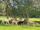 More alpacas