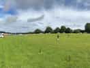 The meadows