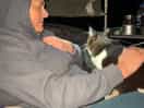 Feline friends