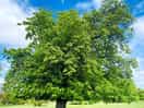 Msome lovely trees
