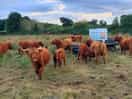 Scottis cows