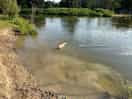 Cooling off doggy in river near campsite in 38° heat