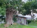 Loved this big old tree
