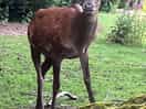 Stag at the chateau