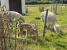 Alpacas on site