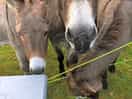 Friendly and curious donkeys!
