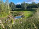 Beautiful pond with lily pads.