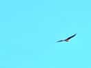 Kite