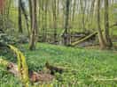 Woodlands