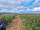 The fields of maize on the path to the beach
