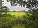 View from the woods