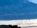 Great evening for birds etc