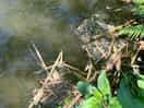 Tadpoles in the pond