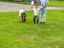 My little boy walking the goats with his dad