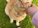 Camping pet! ginge ❤️