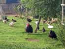 The team of young and older turkeys,geese,ducks and chics with mummy