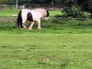 Walk