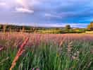 Looking out for the hares