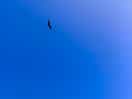 Red kite
