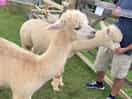 The alpaca feeding was very informative and interesting.