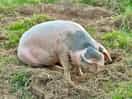 Piggy!