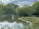 The other pond full of lily pads