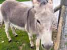 Mr donkey two