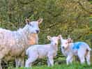 Local walks