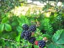 Bring a tub for blackberries!