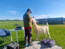 Bella the goat