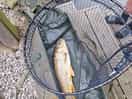 One of the many fish my husband and son caught