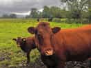 Walk from the site to keswick