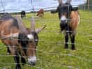 These little guys followed me around the entire fence