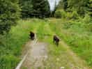 A nice easy walk sttaight from cabin