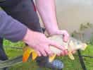 A nice fish from the lake
