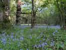 Beautiful bluebells on a scenic walk to the pub
