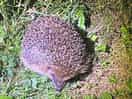 Hedgehog hunt