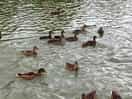 Ducks