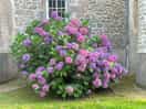 Hydrangeas!