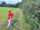 Blackberry picking